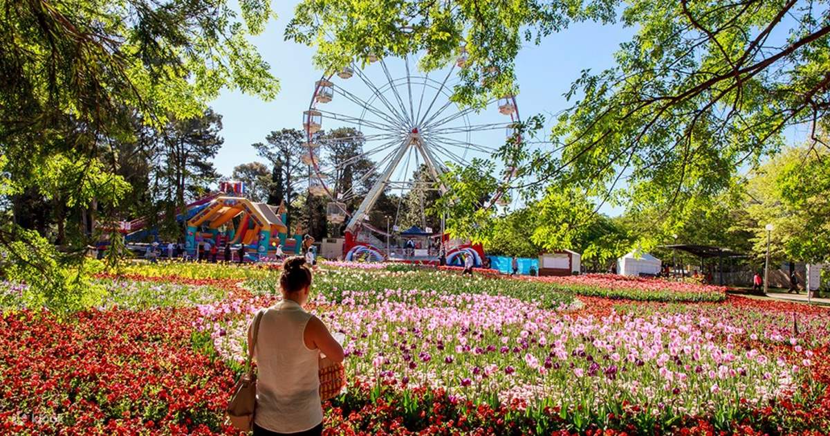 Tour Ngày Lễ Hội Hoa Floriade ở Canberra từ Sydney Klook Việt Nam